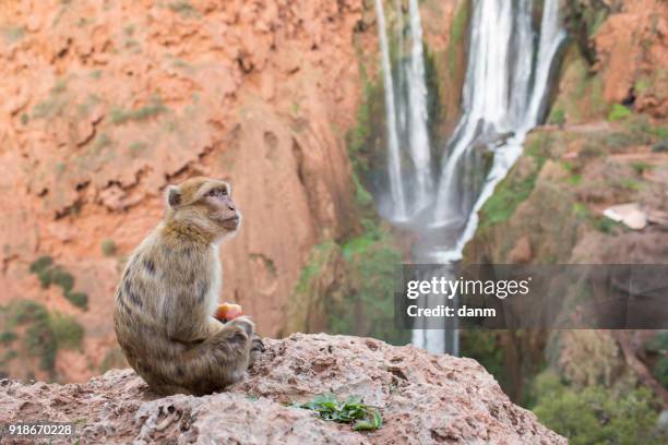 monkey eating an apple on ouzoud waterfall morocco - pavian stock-fotos und bilder