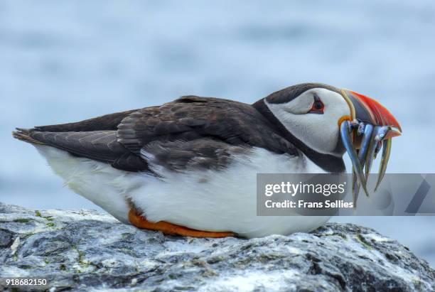 atlantic puffin resting on a rock with a beak full of fish on staple island, farne islands, england - european eel stock pictures, royalty-free photos & images