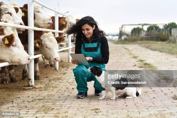 joven granjero de sexo femenino con las vacas y su perro - hereford cattle fotografías e imágenes de stock
