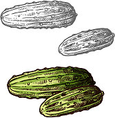Cucumbers vector sketch vegetable icons