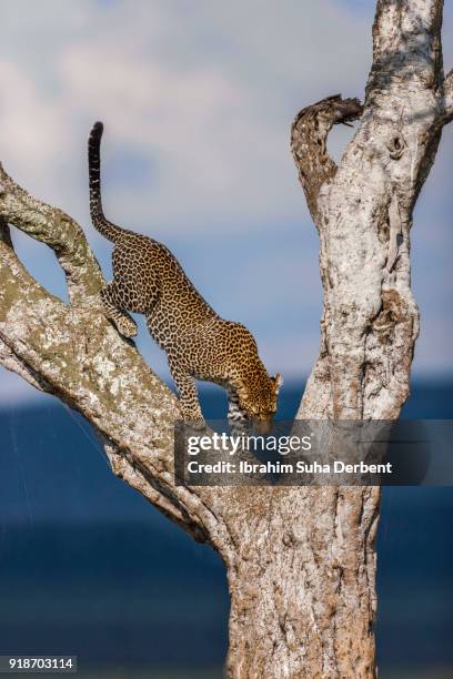 leopard is climbing down from a tree. - cat jumping down stock pictures, royalty-free photos & images