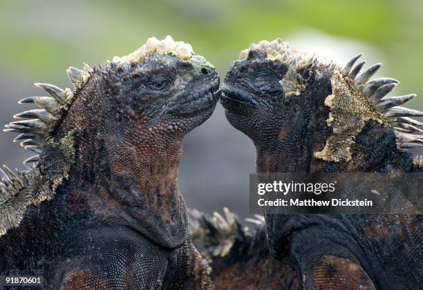 galapagos marine iguanas kissing - galapagos stock pictures, royalty-free photos & images