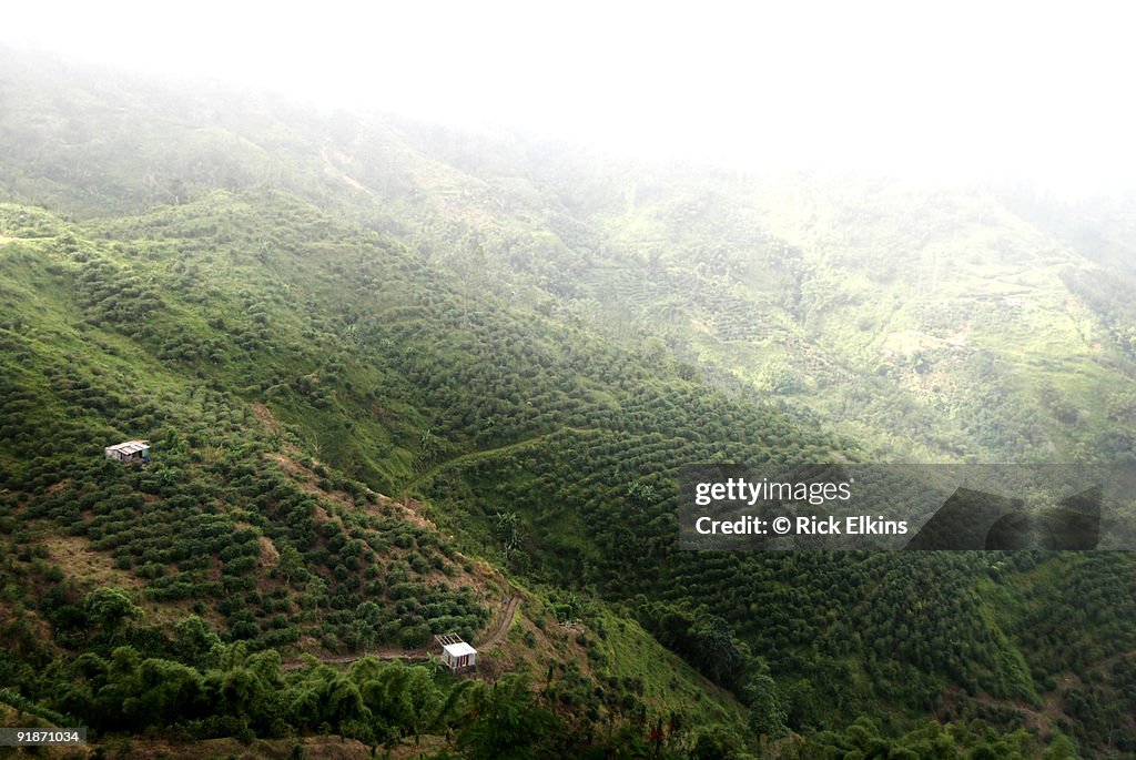 Coffee plantation in Jamaica