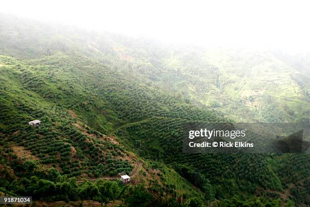 coffee plantation in jamaica - jamaica pattern stock pictures, royalty-free photos & images