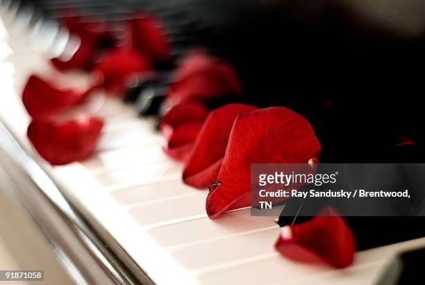 piano keyboard with rose petals - piano rose stockfoto's en -beelden