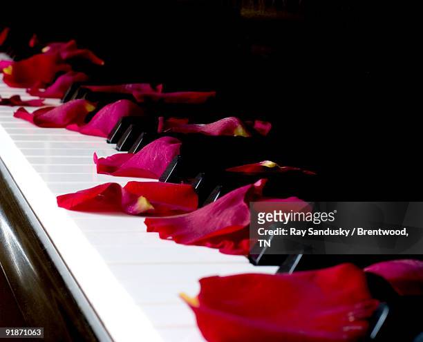 piano rose petals  - piano rose fotografías e imágenes de stock