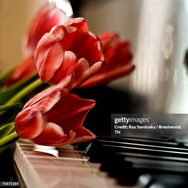 pink tulip boquet  - brentwood tennessee stock pictures, royalty-free photos & images