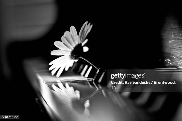 shasta daisy on grand piano keyboard - brentwood tennessee stock pictures, royalty-free photos & images