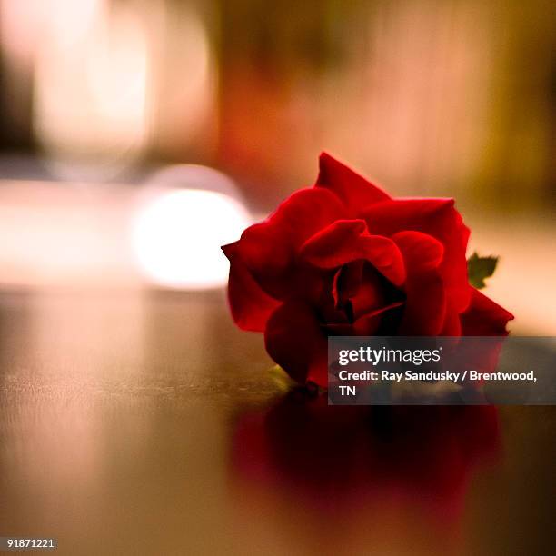 red rose with reflection and tint - brentwood tennessee stock pictures, royalty-free photos & images