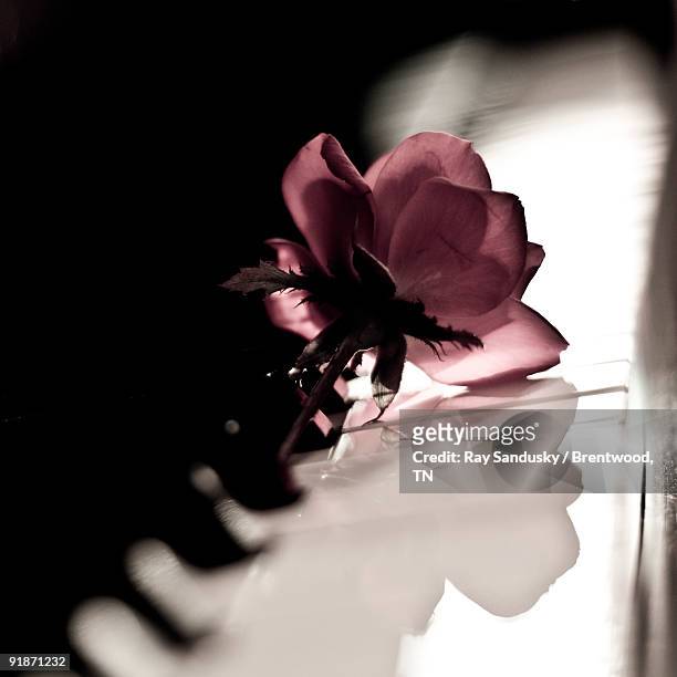 pink rose on grand piano keyboard - piano rose fotografías e imágenes de stock