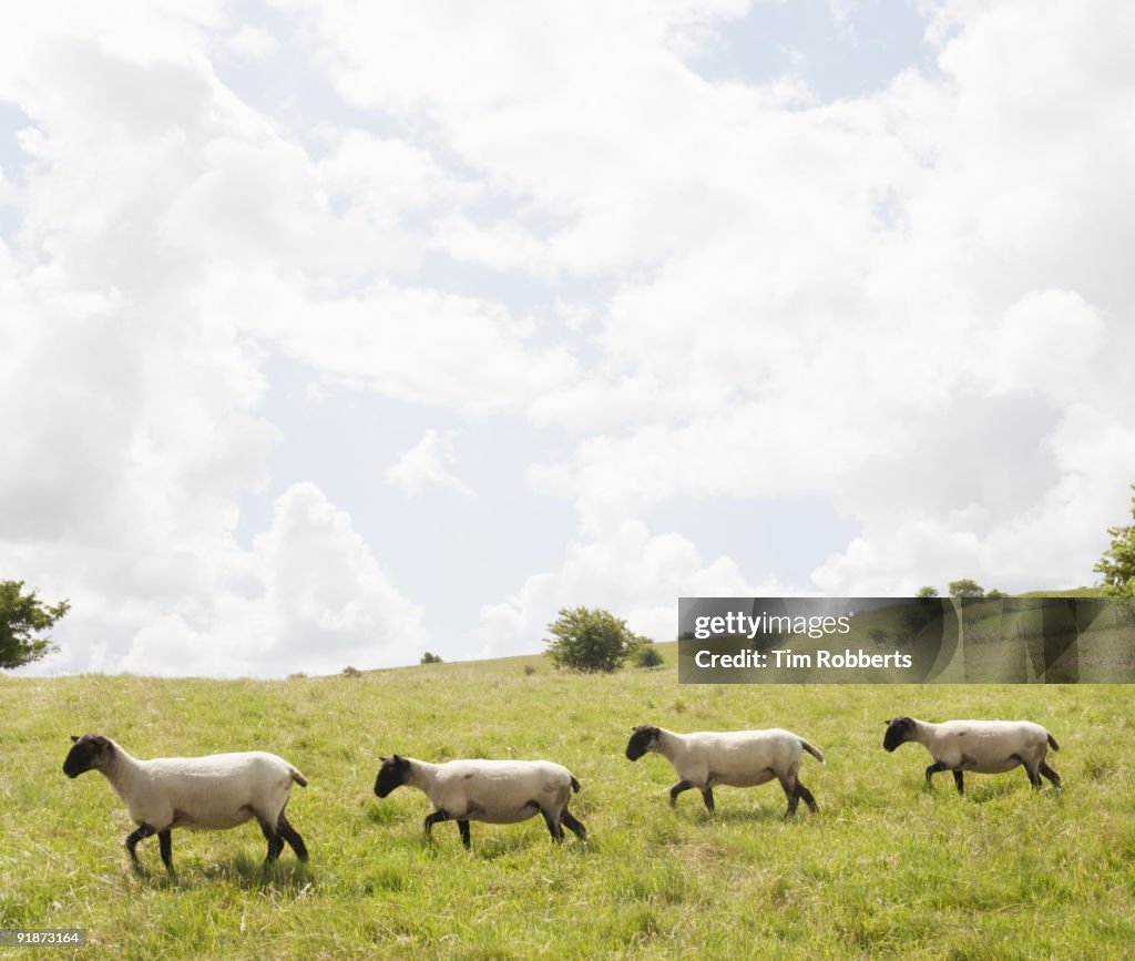 Line of sheep walk across field