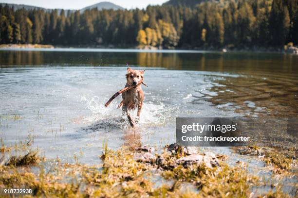 dog running on the lake - mixed breed dog stock pictures, royalty-free photos & images