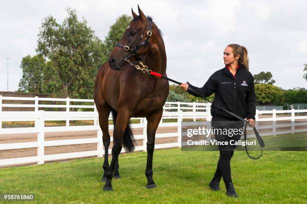 Christine Duffy poses with Redzel during a stable media call at Flemington Racecourse on February 16, 2018 in Melbourne, Australia. Redzel will start...