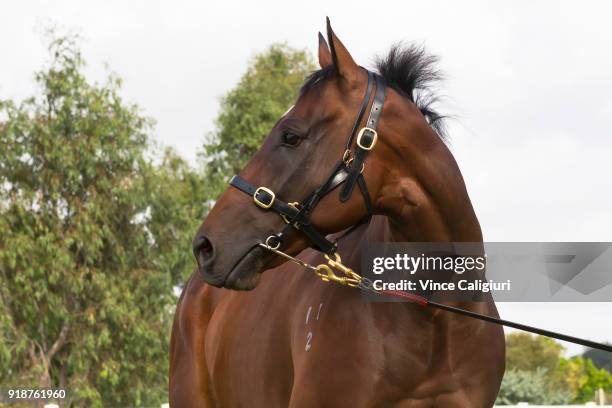 Redzel is seen during a stable media call at Flemington Racecourse on February 16, 2018 in Melbourne, Australia. Redzel will start favourite in...