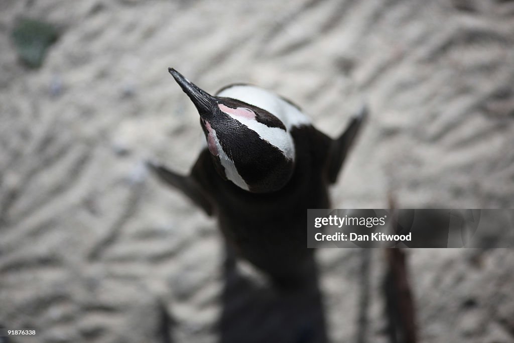 Boulders Beach Penguins Enter The Molting Season