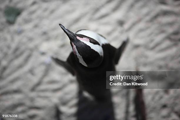 An African Rockhopper penguin sits on the shoreline at 'The Boulders' in Table Mountain National Park on October 13, 2009 in Cape Town, South Africa....