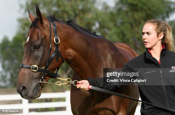 Christine Duffy poses with Redzel during a stable media call at Flemington Racecourse on February 16, 2018 in Melbourne, Australia. Redzel will start...