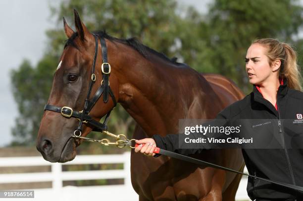 Christine Duffy poses with Redzel during a stable media call at Flemington Racecourse on February 16, 2018 in Melbourne, Australia. Redzel will start...