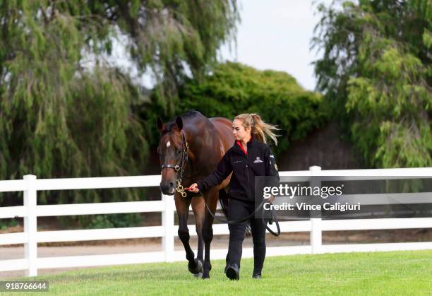 Christine Duffy poses with Redzel during a stable media call at Flemington Racecourse on February 16, 2018 in Melbourne, Australia. Redzel will start...