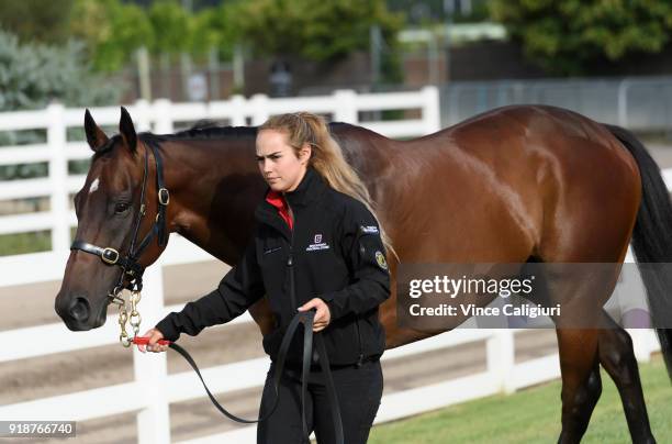 Christine Duffy poses with Redzel during a stable media call at Flemington Racecourse on February 16, 2018 in Melbourne, Australia. Redzel will start...