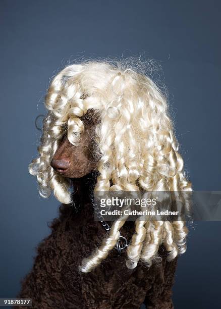 standard poodle (canis familiaris) with blonde wig - blond wig stock pictures, royalty-free photos & images