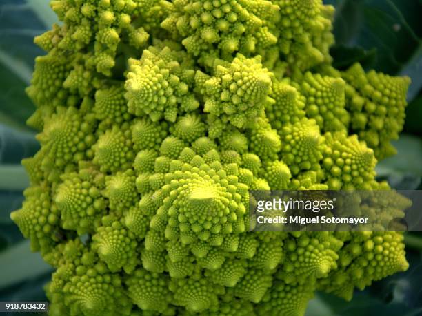 green romanesco cabbage - cabbage flower stock-fotos und bilder