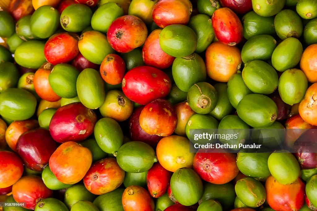 Coffee berries