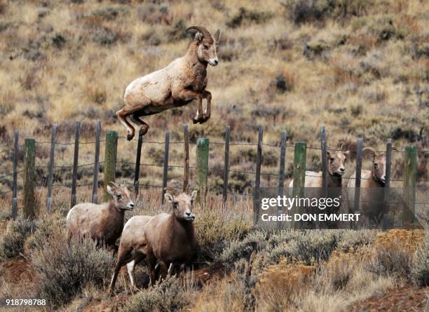 OffbeatA Rocky Mountain bighorn sheep leeps over a fence February 15, 2018 in Almont, Colorado. - The sheep, named for it's curling horns, was...