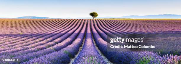 panoramic of lavender field and tree, provence, france - french landscape stock pictures, royalty-free photos & images