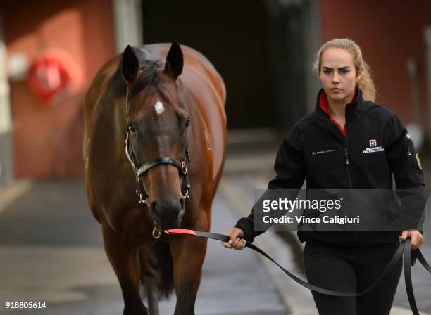 Christine Duffy poses with Redzel during a stable media call at Flemington Racecourse on February 16, 2018 in Melbourne, Australia. Redzel will start...