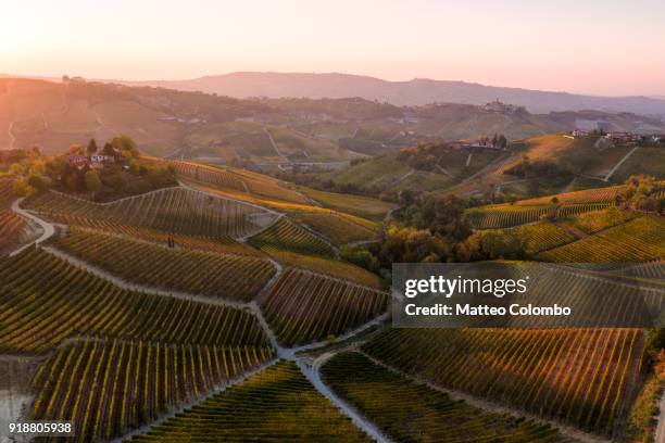 aerial view over le langhe vineyards in autumn, piedmont, italy - piedmont italy stockfoto's en -beelden