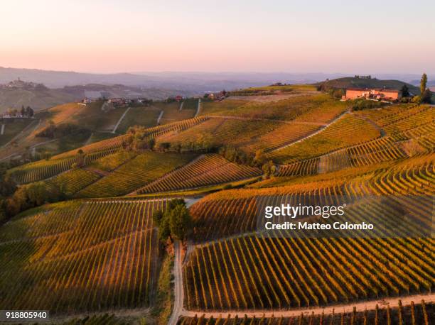 aerial view over le langhe vineyards, piedmont, italy - alba imagens e fotografias de stock