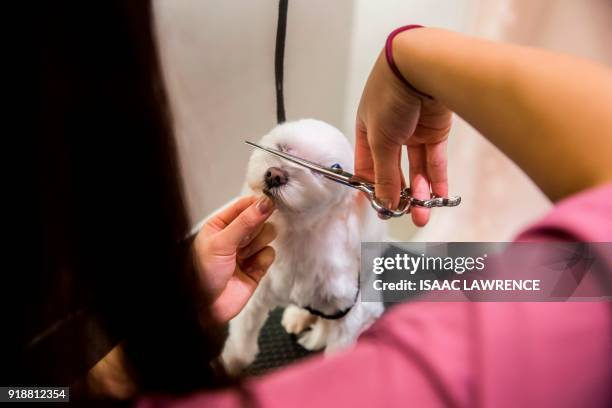 This picture taken on February 3, 2018 shows a dog getting the hair on its face trimmed during a spa treatment session at a pet groomers in Hong...