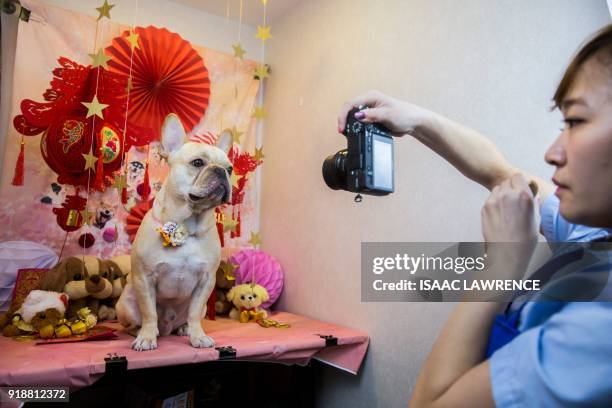 This picture taken on February 3, 2018 shows a French bulldog named Bao getting a photo taken for its owner after receiving a spa treatment session...