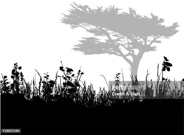 looking up grass to trees - thistle silhouette stock illustrations