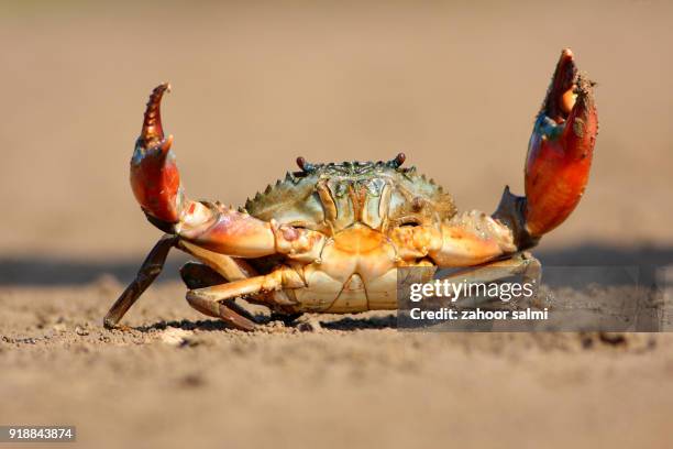 crab - crab fotografías e imágenes de stock