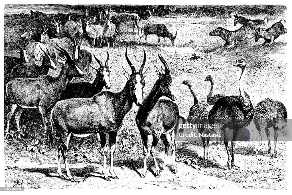 El bontebok (Damaliscus pygargus) es un antílope encontrado en Sudáfrica, Lesotho y Namibia.