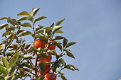 a plantation of ripe persimmon