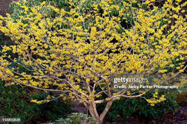 the spring flowering yellow blooms of witch hazel - hamamelis x intermedia 'brandis' - hamamelis intermedia stock pictures, royalty-free photos & images