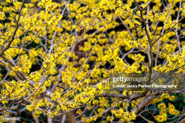 the spring flowering yellow blooms of witch hazel - hamamelis x intermedia 'brandis' - hamamelis intermedia stock pictures, royalty-free photos & images