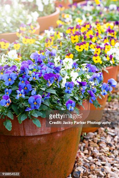 close-up image of spring violas and pansies in terracotta flowerpots - violales stock pictures, royalty-free photos & images