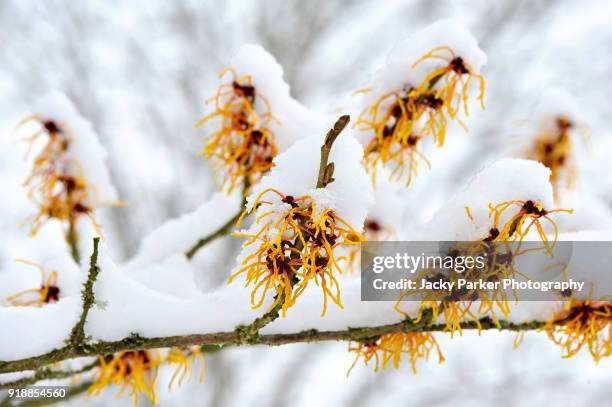 close-up image of spring flowering hamamelis - witch hazel yellow flowers covered in snow - winter flower stock pictures, royalty-free photos & images