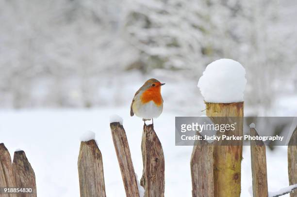 european robin, erithacus rubecula or robin red breast resting on a wooden fence in the snow - winter stock pictures, royalty-free photos & images