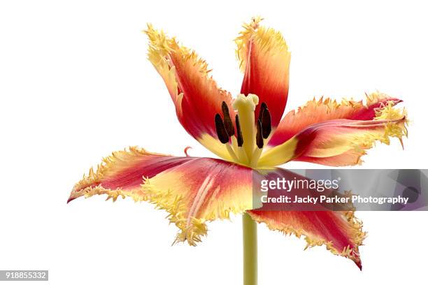 a high key image of a single fringed, orange and red tulip spring flower - tulipa, also known as a crispa tulip - tulipa fringed beauty stock pictures, royalty-free photos & images