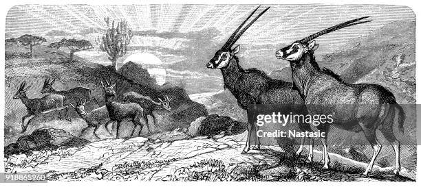 east african oryx (oryx beisa) and dorcas gazelle (gazella dorcas) - gazelle stock illustrations