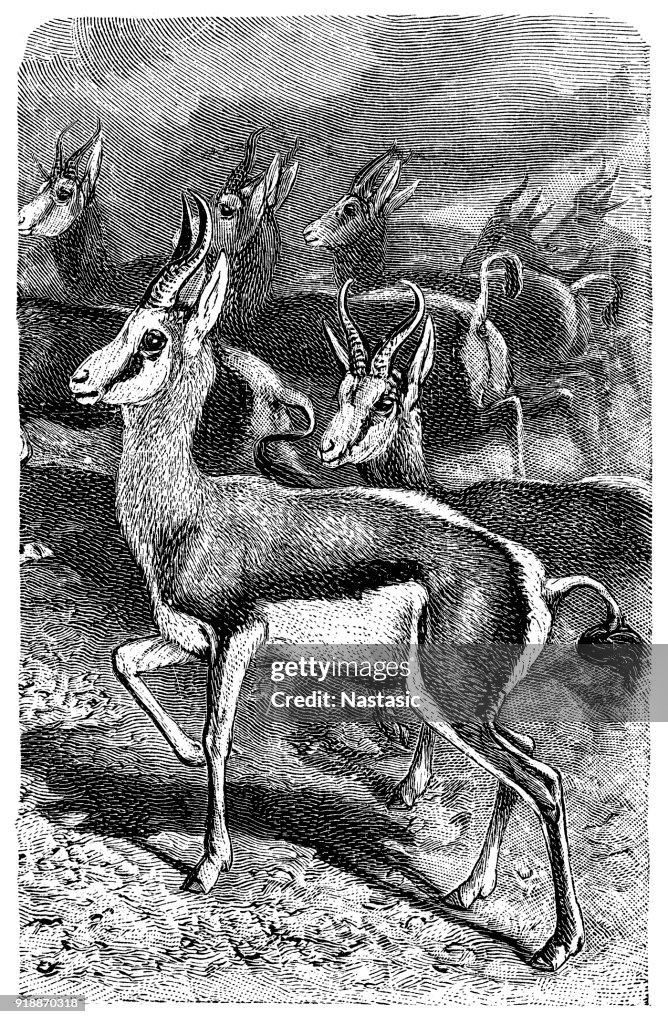 Springbock (Antidorcas Marsupialis)