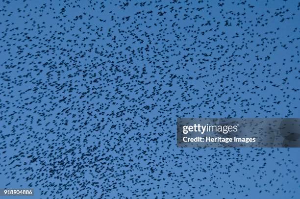 Murmuration of starlings at dusk over Gloucester Docks, Gloucestershire, 2009. Artist Derek Kendall.