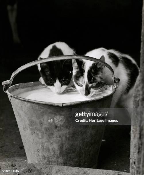 Two cats drinking milk from a pail, 1946-1980. Artist John Gay.