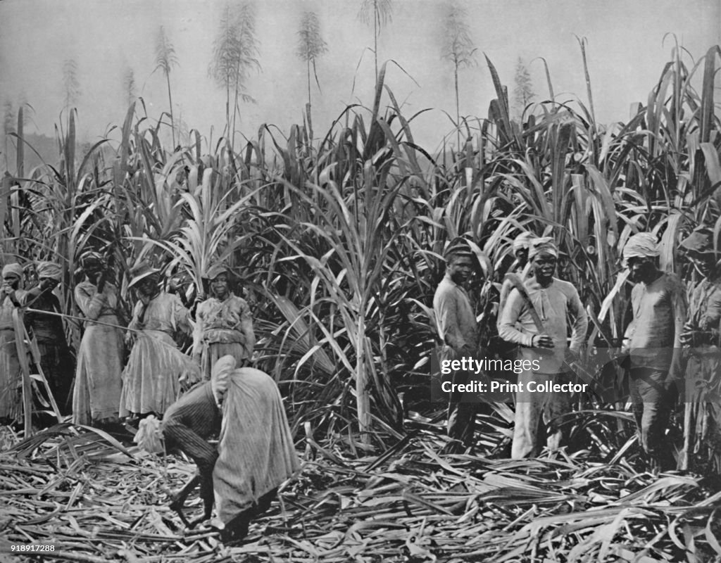 Cane-Cutters In Jamaica