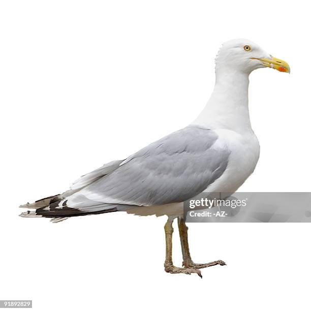 gull (isolated, path) - seagull bildbanksfoton och bilder